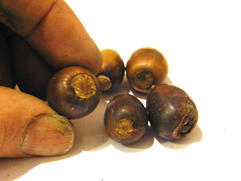 whiteoak acorn